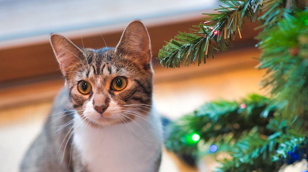 Keeping Your Cat Away from the Christmas Tree