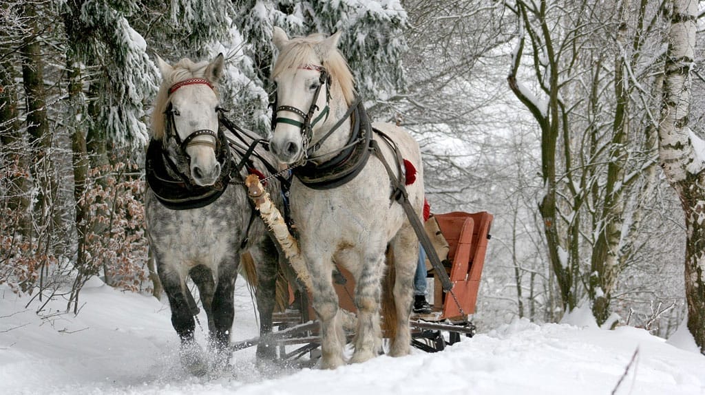 Modern day horse and sleigh